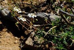 Pharnaceum aurantium