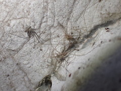 Spermophorides huberti