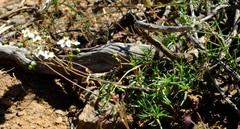 Pharnaceum aurantium