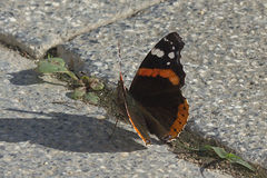 Vanessa atalanta