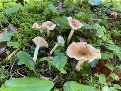 Hygrophorus discoideus