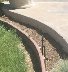 Sceloporus occidentalis
