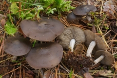 Myochromella boudieri