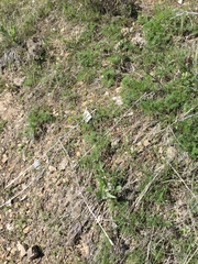 Lomatium grayi