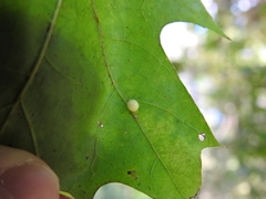 Zopheroteras hubbardi