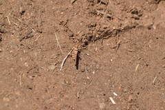 Cibolacris parviceps