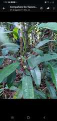 Anthurium gracile