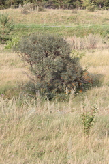 Hippophae rhamnoides
