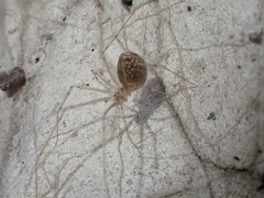 Spermophorides huberti