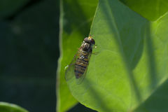 Episyrphus balteatus
