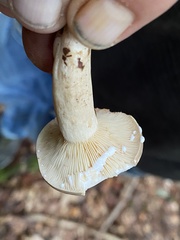 Lactarius acris