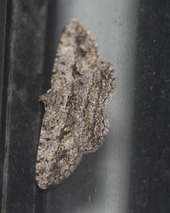 Psilalcis isombra