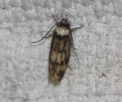 Sphyrelata nefanda
