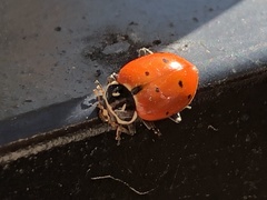 Hippodamia convergens