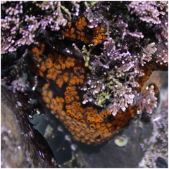 Botrylloides diegensis