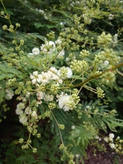 Acaciella