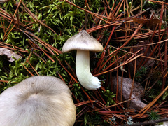 Tricholoma virgatum