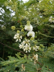 Acaciella