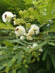 Acaciella