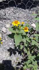 Heliopsis annua