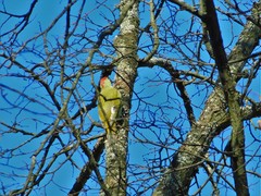 Picus viridis