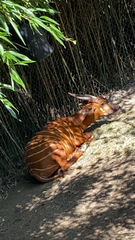 Tragelaphus eurycerus