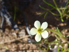 Polycarena batteniana