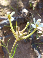 Polycarena batteniana