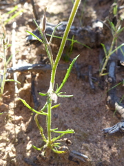 Polycarena batteniana