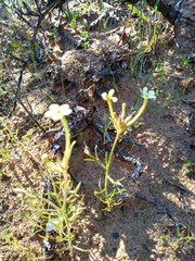 Polycarena batteniana