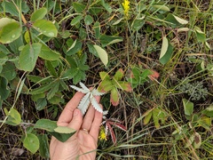 Potentilla pulcherrima