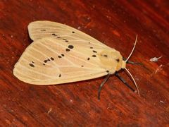Spilarctia extirpata