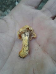Cantharellus amethysteus