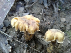 Cantharellus amethysteus