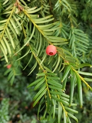Taxus baccata