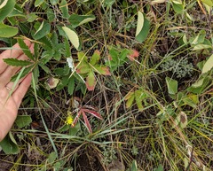 Potentilla pulcherrima