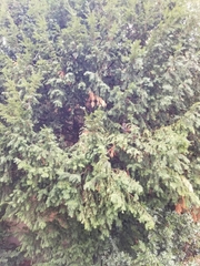 Taxus baccata