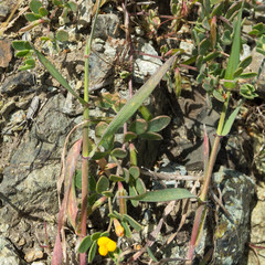 Acmispon wrangelianus