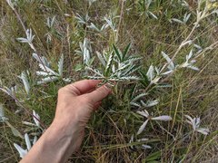 Potentilla pulcherrima