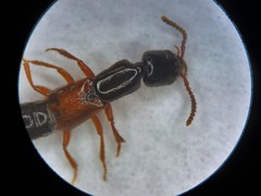 Nudobius lentus