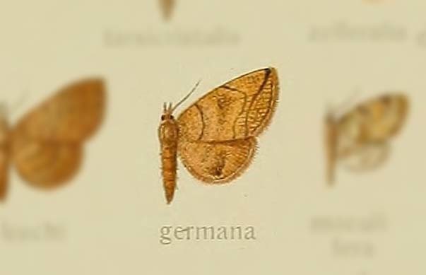Polypogon germana
