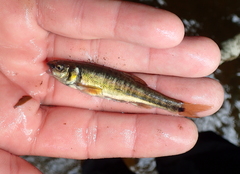 Loire Minnow photo 2