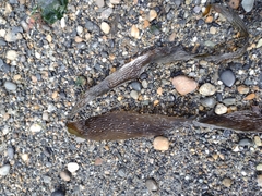 Macrocystis pyrifera