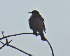 Turdus rufopalliatus