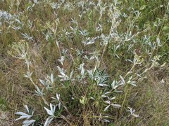 Potentilla pulcherrima