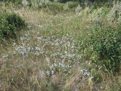 Potentilla pulcherrima