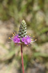 Dalea tenuis