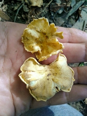 Cantharellus ferruginascens