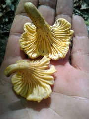 Cantharellus ferruginascens