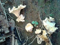 Cantharellus ferruginascens